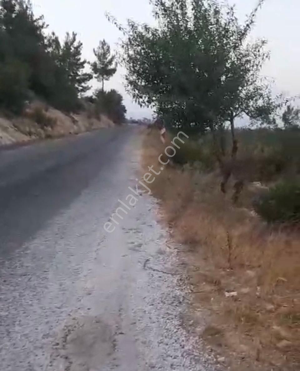 Türe Gayrimenkulden Silifke Çadırlıda Satılık Yol Cepheli Tarla - Görsel 9