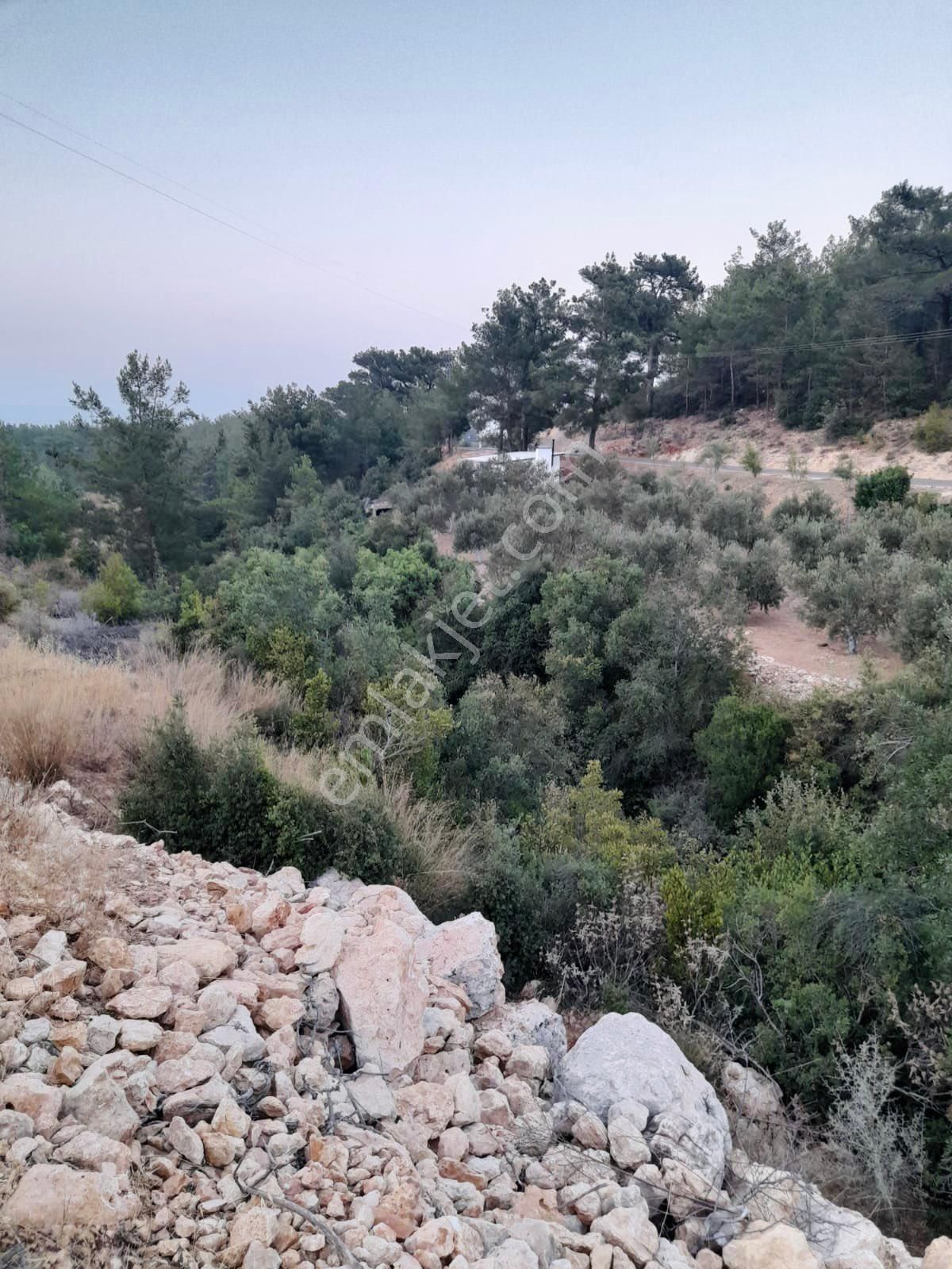 Türe Gayrimenkulden Silifke Çadırlıda Satılık Yol Cepheli Tarla - Görsel 5