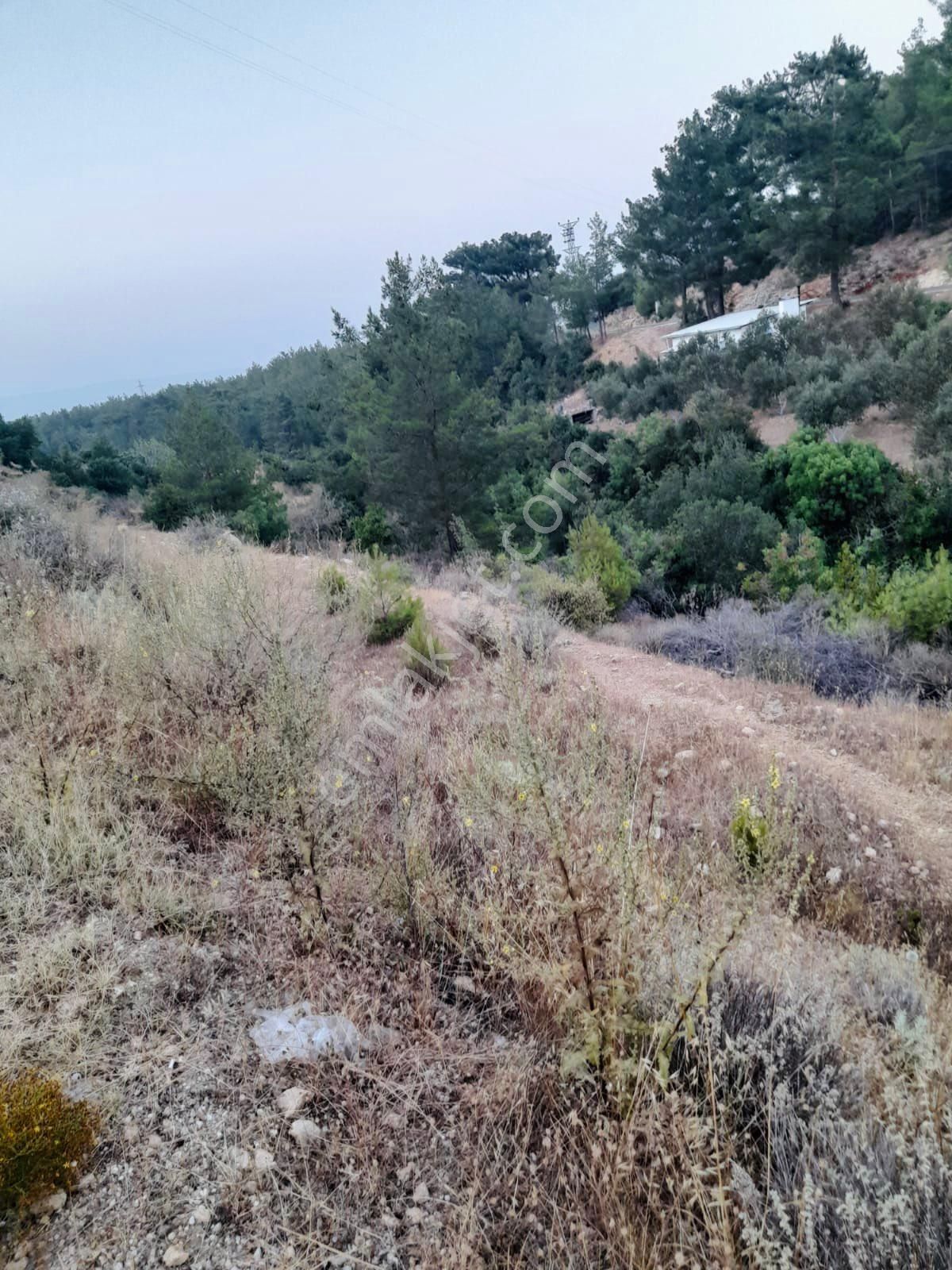 Türe Gayrimenkulden Silifke Çadırlıda Satılık Yol Cepheli Tarla - Görsel 4