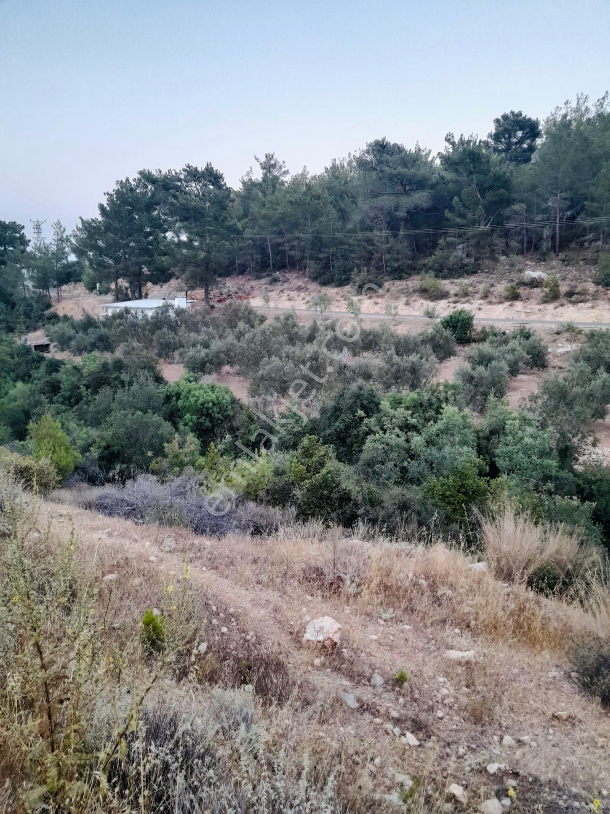 Türe Gayrimenkulden Silifke Çadırlıda Satılık Yol Cepheli Tarla