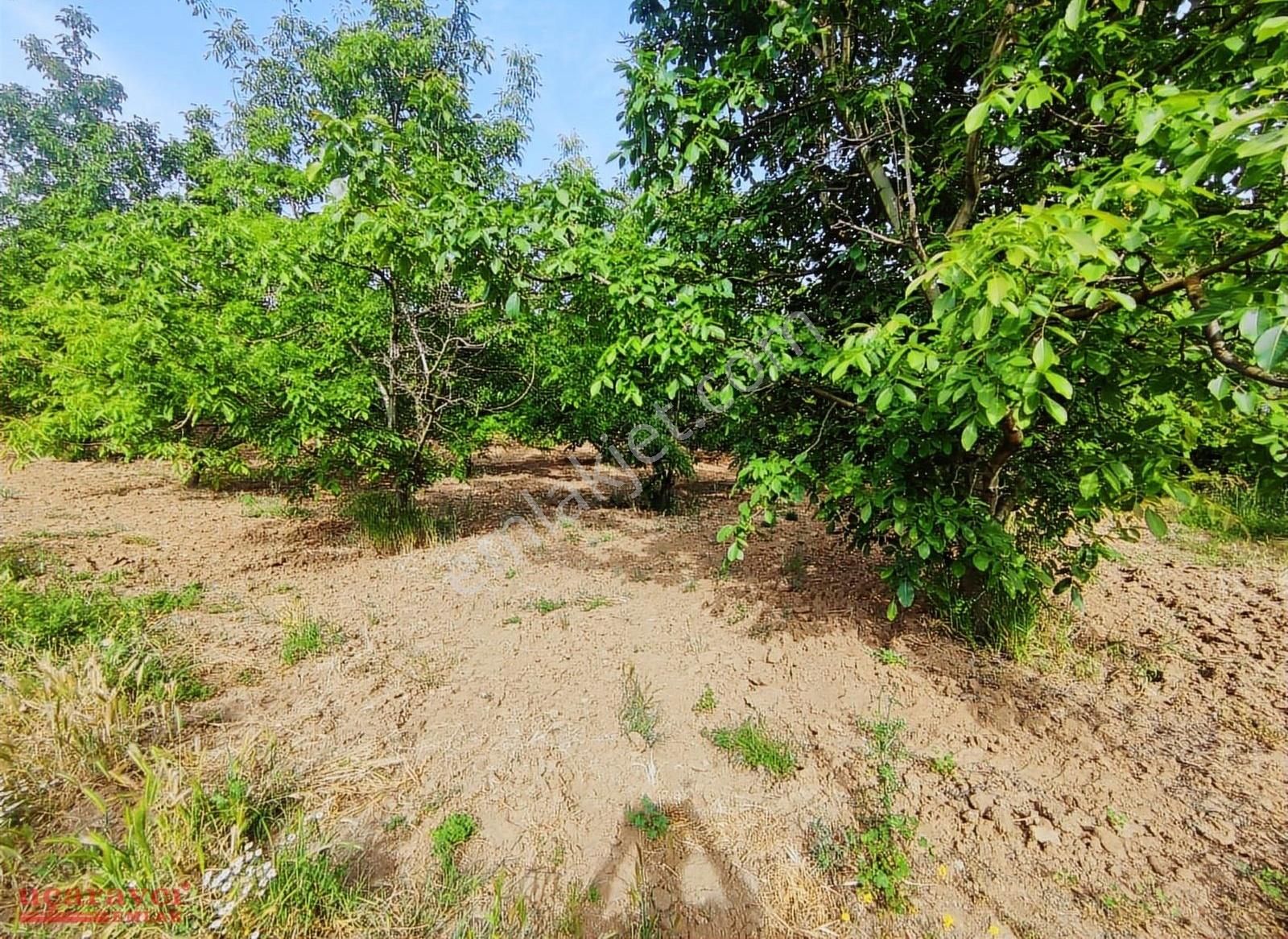 Uçaravcı'dan Eymir Mahallesinde Satılık 1.500 M² Tarla