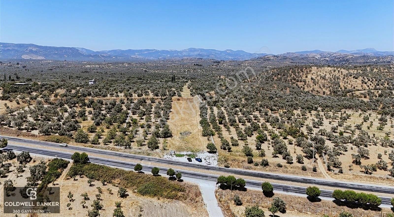 Germencik Dereköy Ana Cadde Üzerinde Satılık İncir Tarlası - Görsel 15