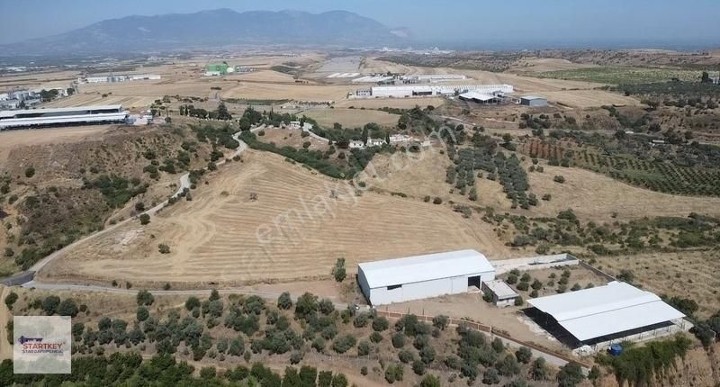 Kemalpaşa Sarıçalıda İçinde Depo Ve Evi Olan Besi Çiftliği - Görsel 11