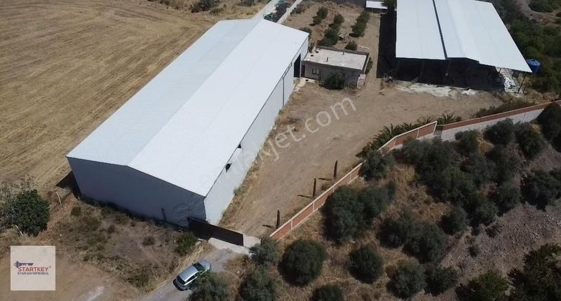 Kemalpaşa Sarıçalıda İçinde Depo Ve Evi Olan Besi Çiftliği - Görsel 14