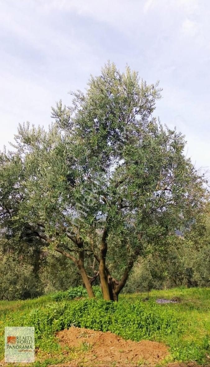 Mudanya Dereköyde 3531 Mt Zeytinlik (ev Takaslı )