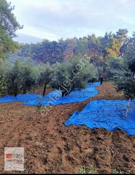 Mudanya Dereköyde 3531 Mt Zeytinlik (ev Takaslı ) - Görsel 5