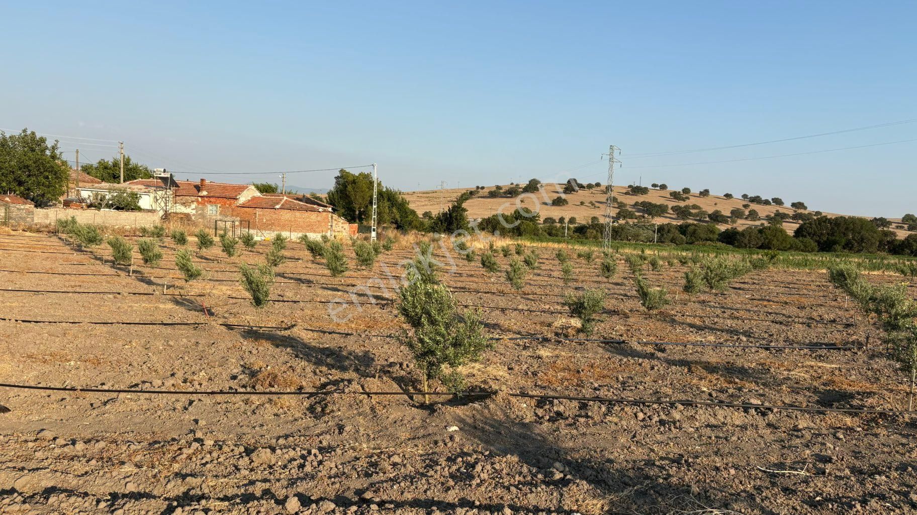 Bergama / Ahmetbeyler Mahallesi Satılık Zeytinlik - 7.720 M² - Görsel 10