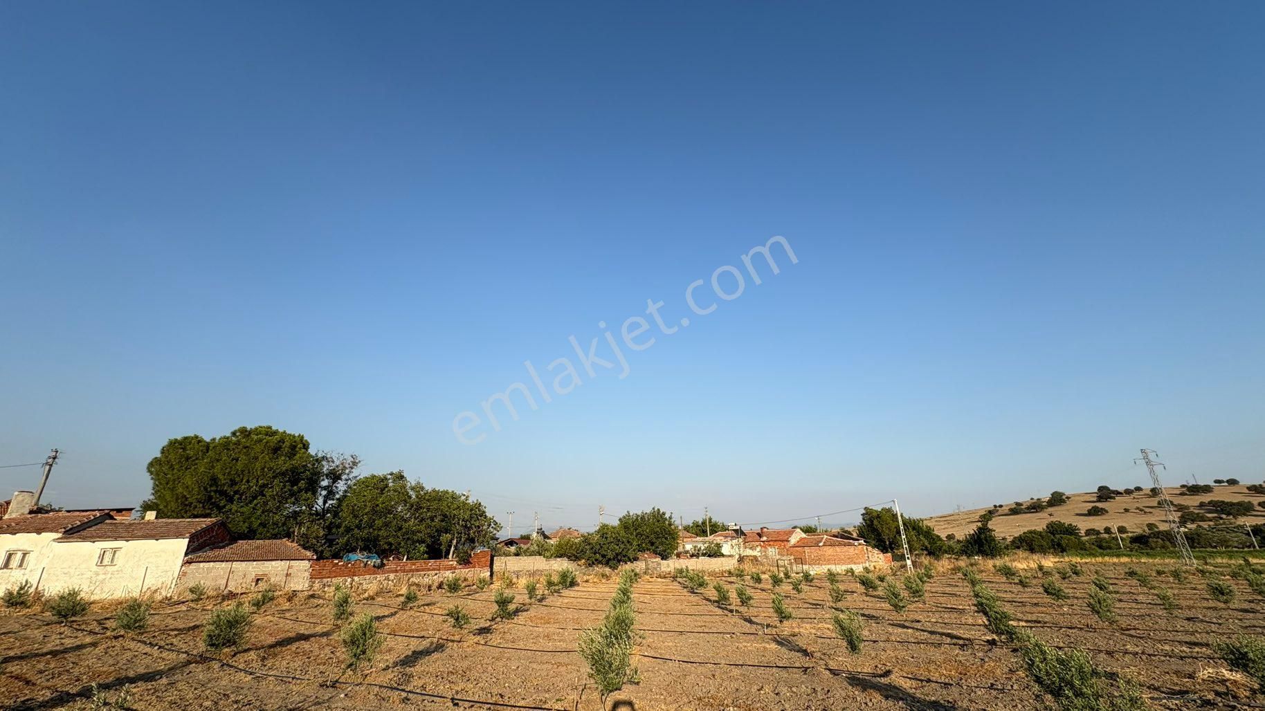 Bergama / Ahmetbeyler Mahallesi Satılık Zeytinlik - 7.720 M² - Görsel 9