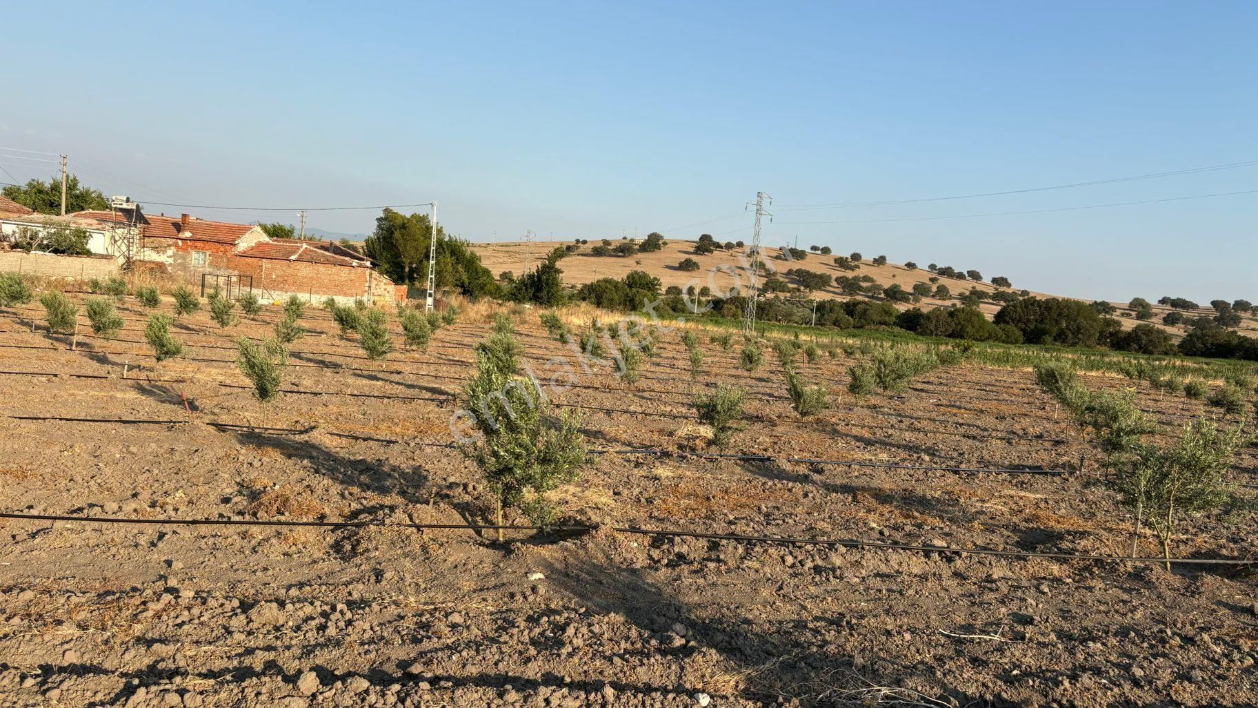 Bergama / Ahmetbeyler Mahallesi Satılık Zeytinlik - 7.720 M² - Görsel 5