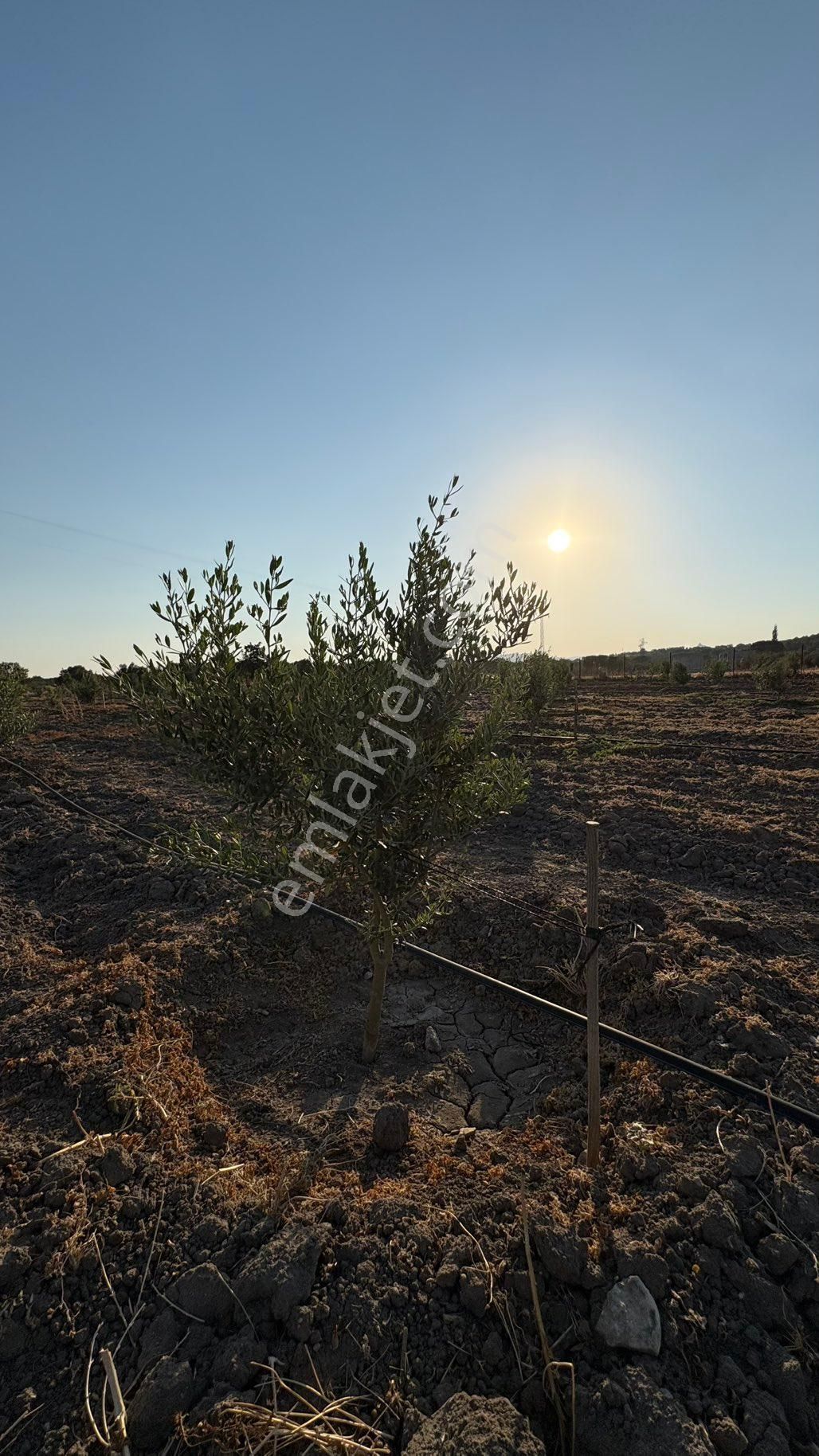 Bergama / Ahmetbeyler Mahallesi Satılık Zeytinlik - 7.720 M² - Görsel 2