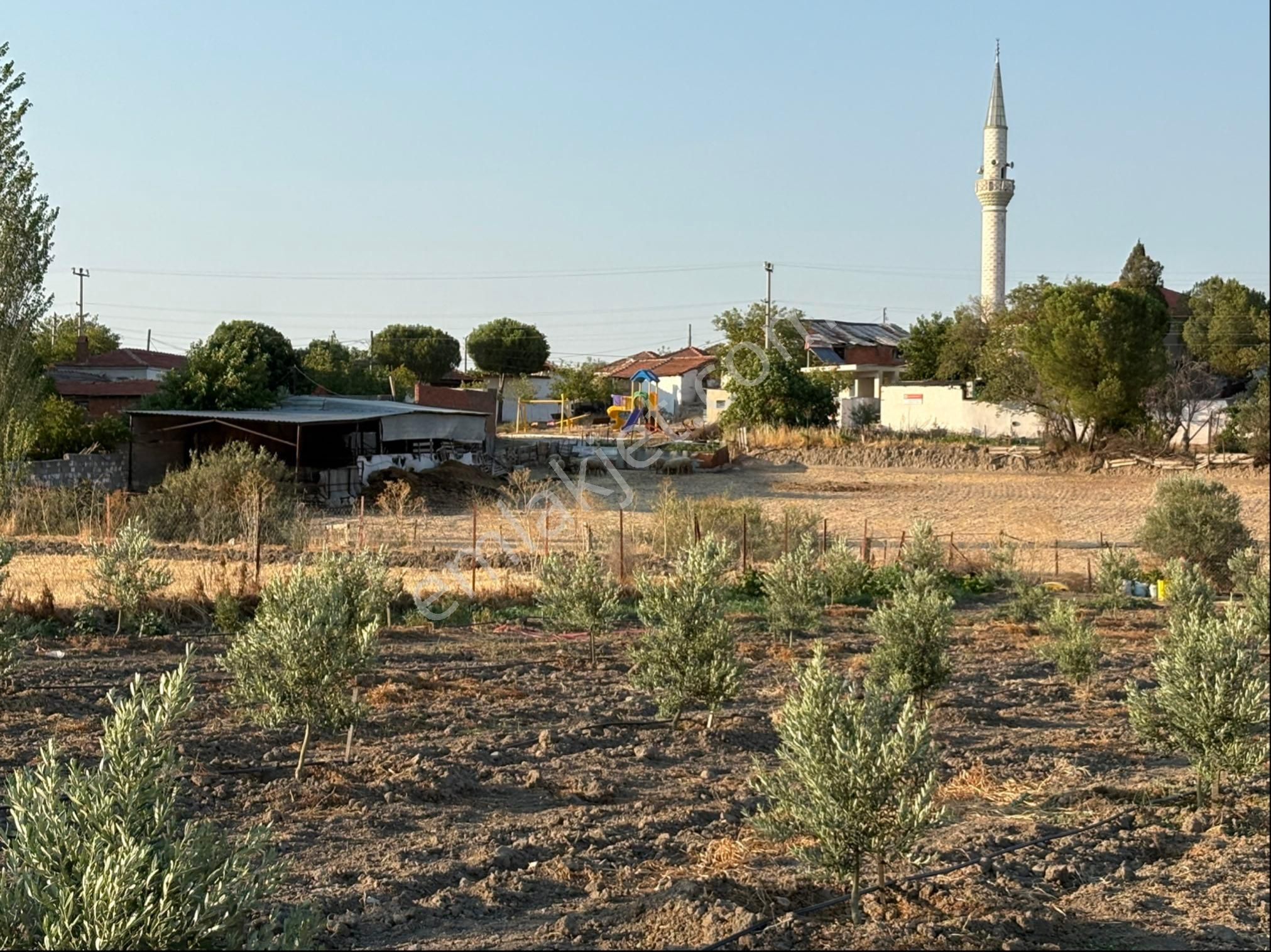 Bergama / Ahmetbeyler Mahallesi Satılık Zeytinlik - 7.720 M² - Görsel 7