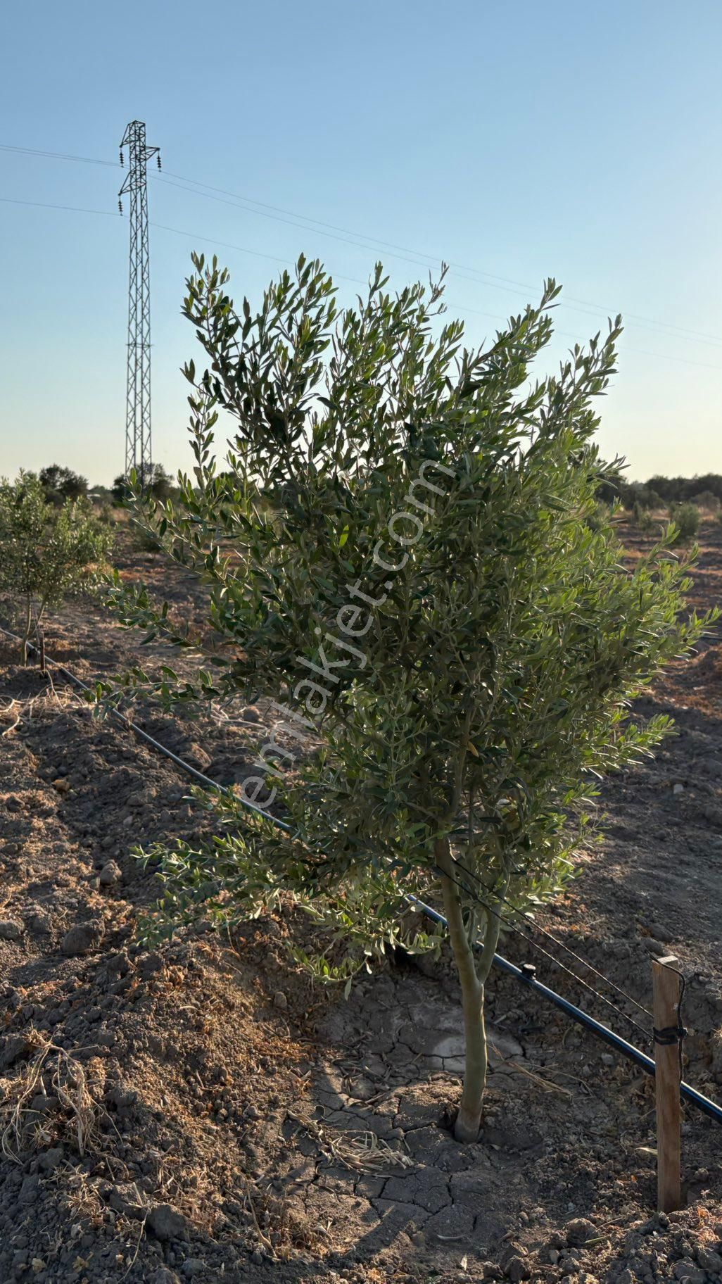 Bergama / Ahmetbeyler Mahallesi Satılık Zeytinlik - 7.720 M² - Görsel 3