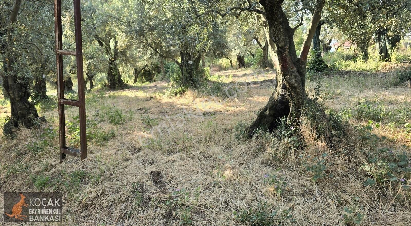 Müşküle Mahallesinde Köy İçinde 1011 M2 İmarlı Satılık Arsa - Görsel 14