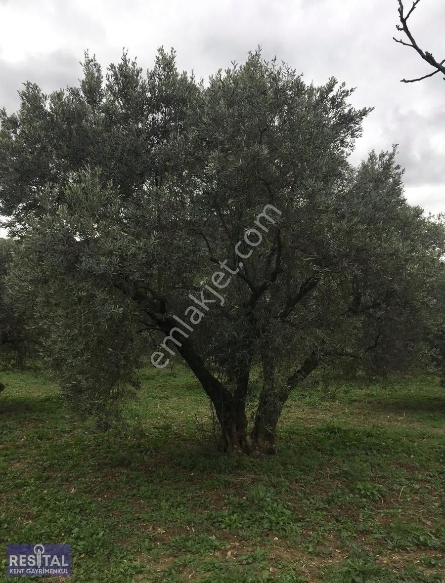 Mustafakemalpaşa Akçapınar 2500 M2 Zeytin Bahçesi