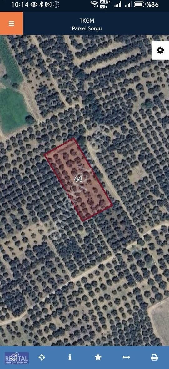 Mustafakemalpaşa Akçapınar 2500 M2 Zeytin Bahçesi - Görsel 5