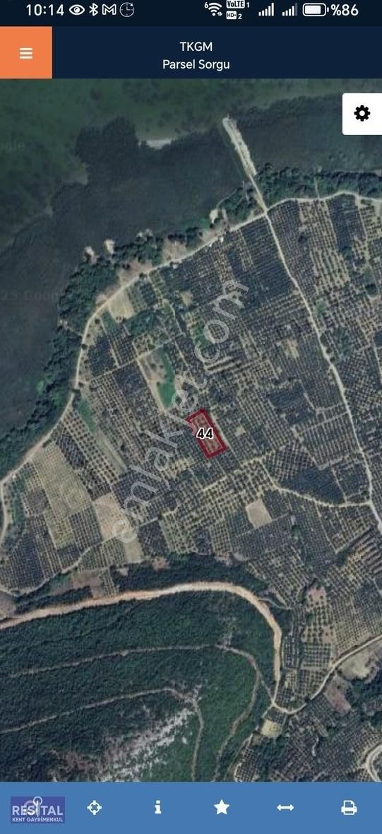 Mustafakemalpaşa Akçapınar 2500 M2 Zeytin Bahçesi - Görsel 3