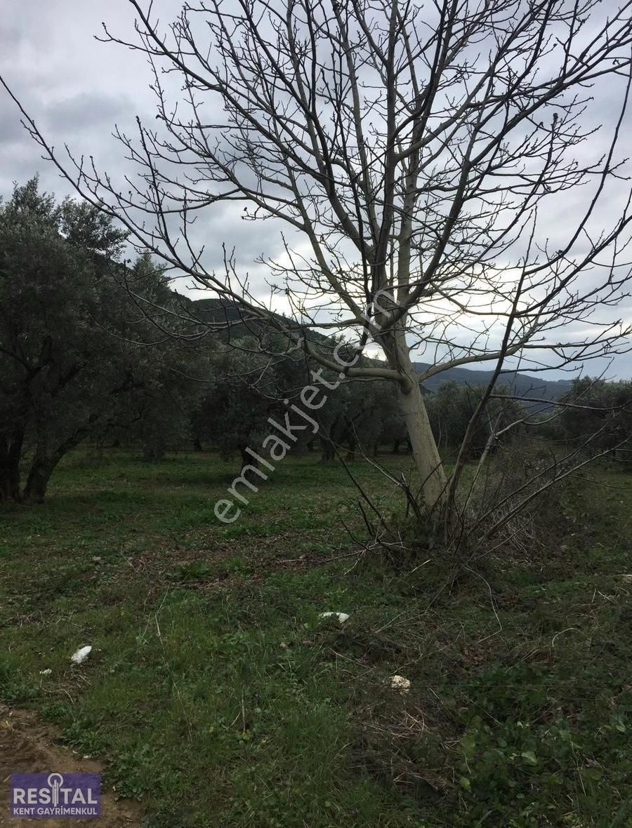 Mustafakemalpaşa Akçapınar 2500 M2 Zeytin Bahçesi - Görsel 4