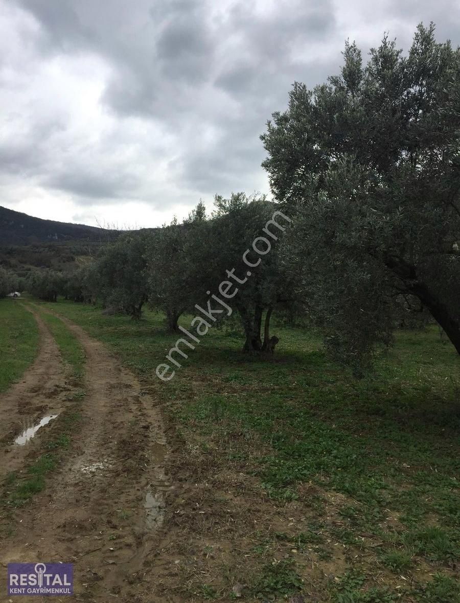 Mustafakemalpaşa Akçapınar 2500 M2 Zeytin Bahçesi - Görsel 7