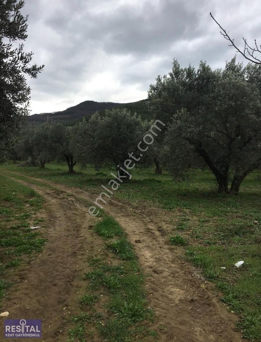 Mustafakemalpaşa Akçapınar 2500 M2 Zeytin Bahçesi - Görsel 8