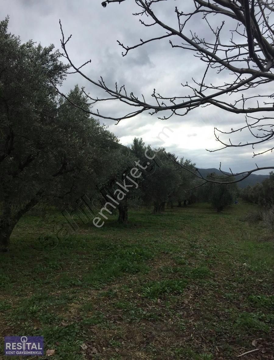 Mustafakemalpaşa Akçapınar 2500 M2 Zeytin Bahçesi - Görsel 9