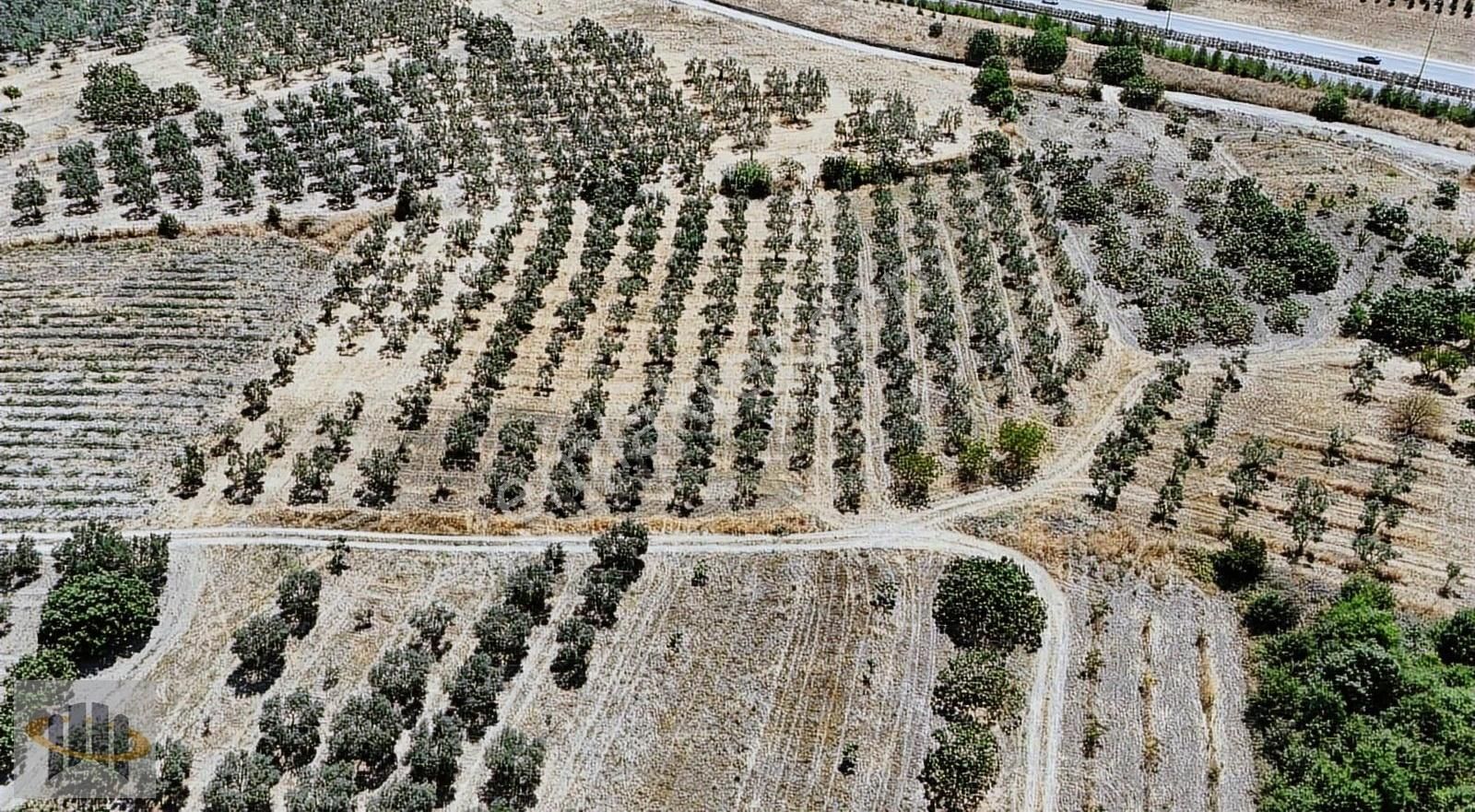 Eoradan Otoyol Yanında Yatırımlık 4.300 M² Tarla Fırsatı!