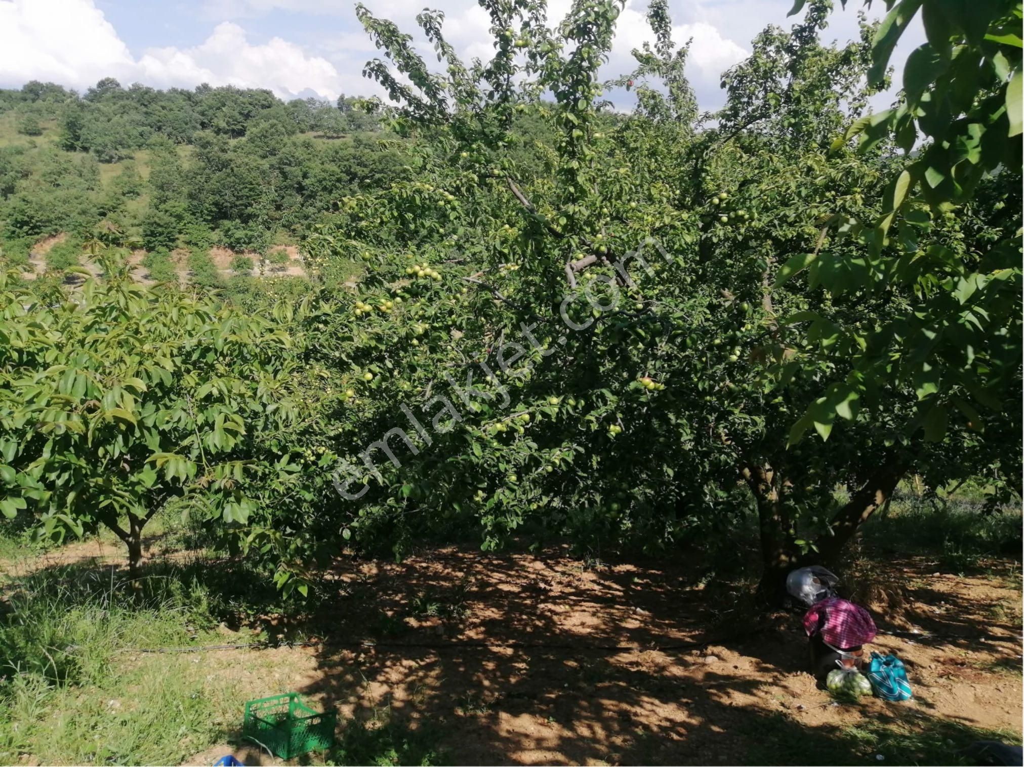 İznik Yörükler Mah. Satılık Erik Bahçesi - Görsel 7