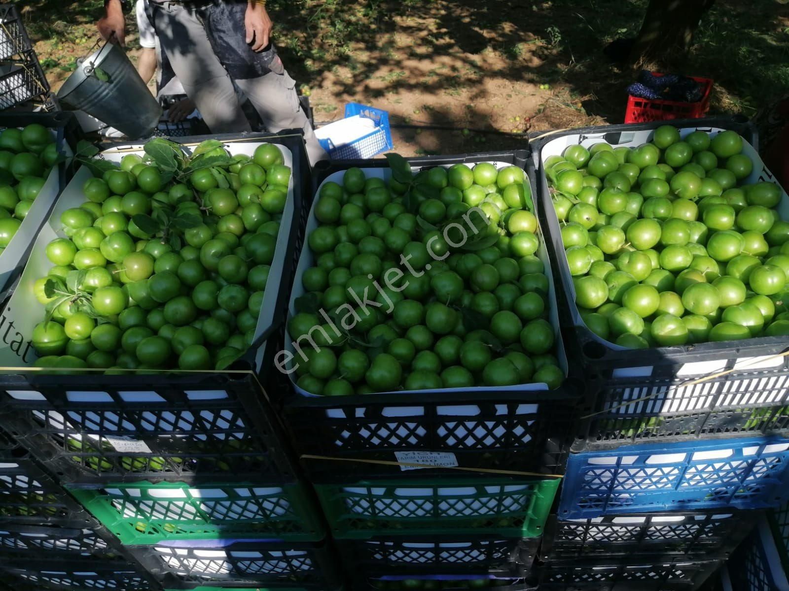 İznik Yörükler Mah. Satılık Erik Bahçesi - Görsel 10