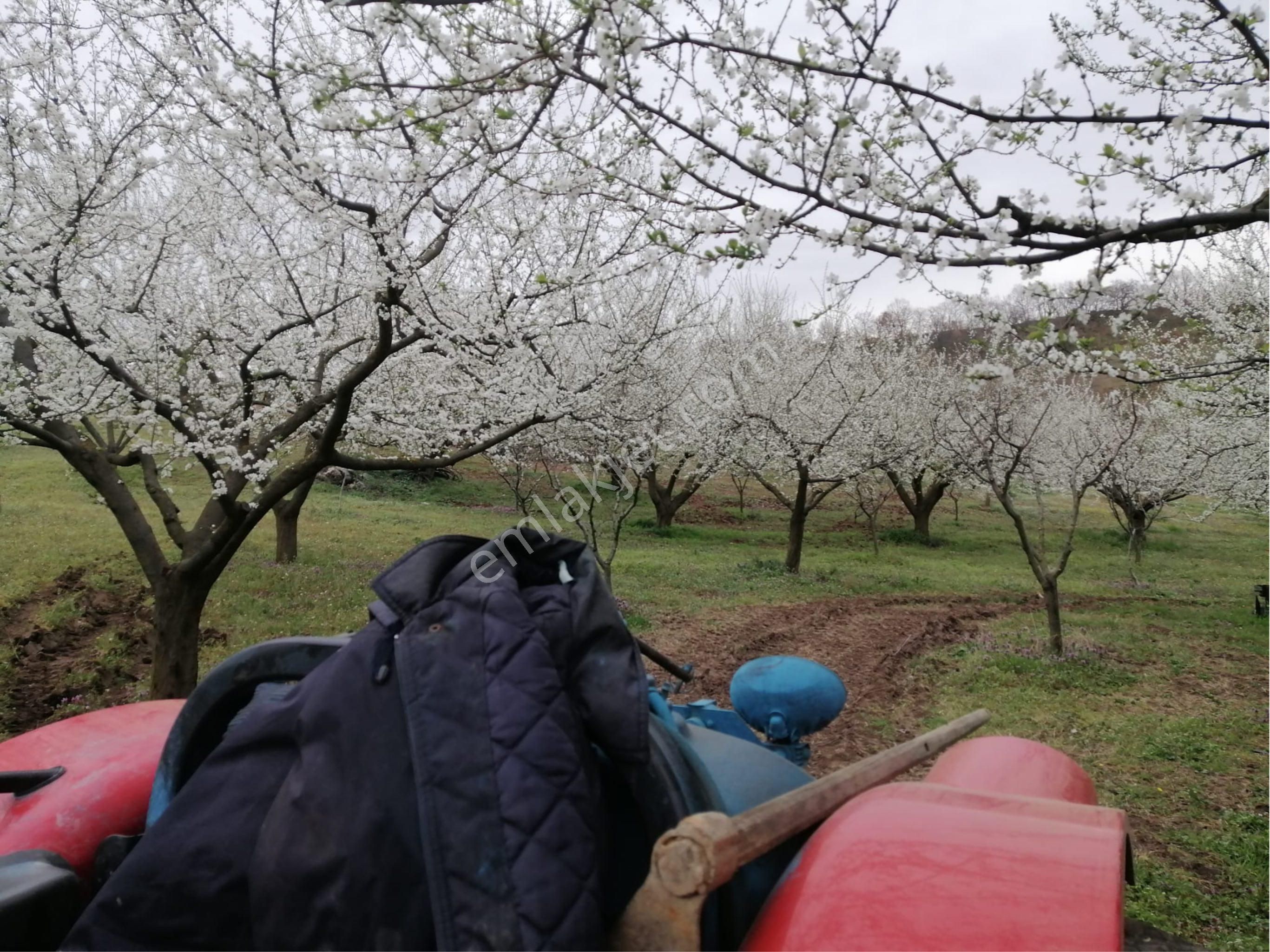 İznik Yörükler Mah. Satılık Erik Bahçesi - Görsel 5