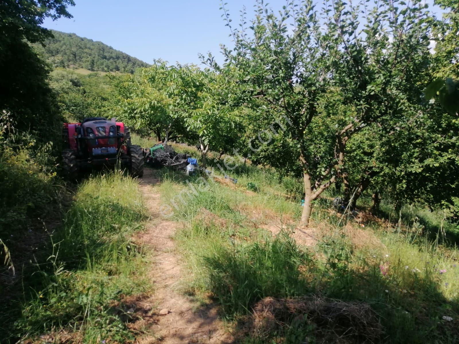 İznik Yörükler Mah. Satılık Erik Bahçesi - Görsel 8