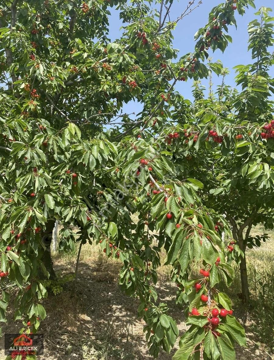 Yakaköy Merkeze Yakın Bölgesinin En Manzaralı Bahçesi - Görsel 15