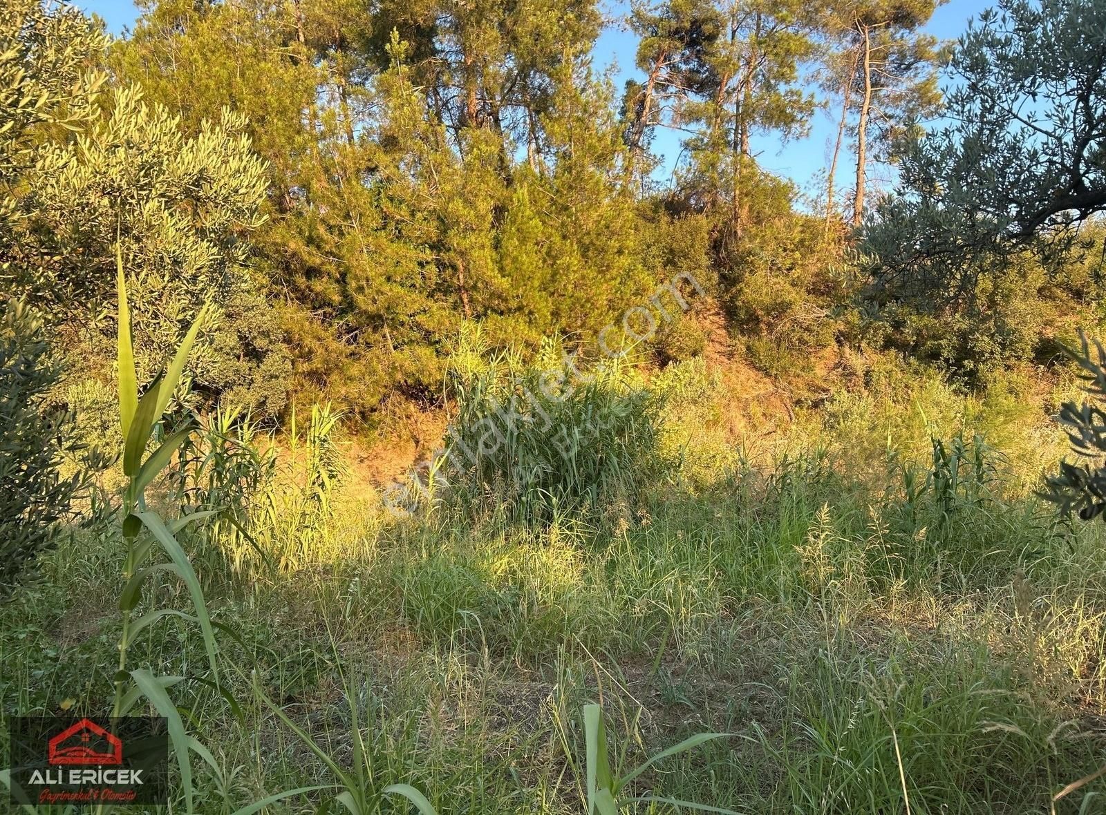 Kemalpaşa Yukarı Kızılcada 5100m² Tek Tapu Satılık Zeytinlik - Görsel 20