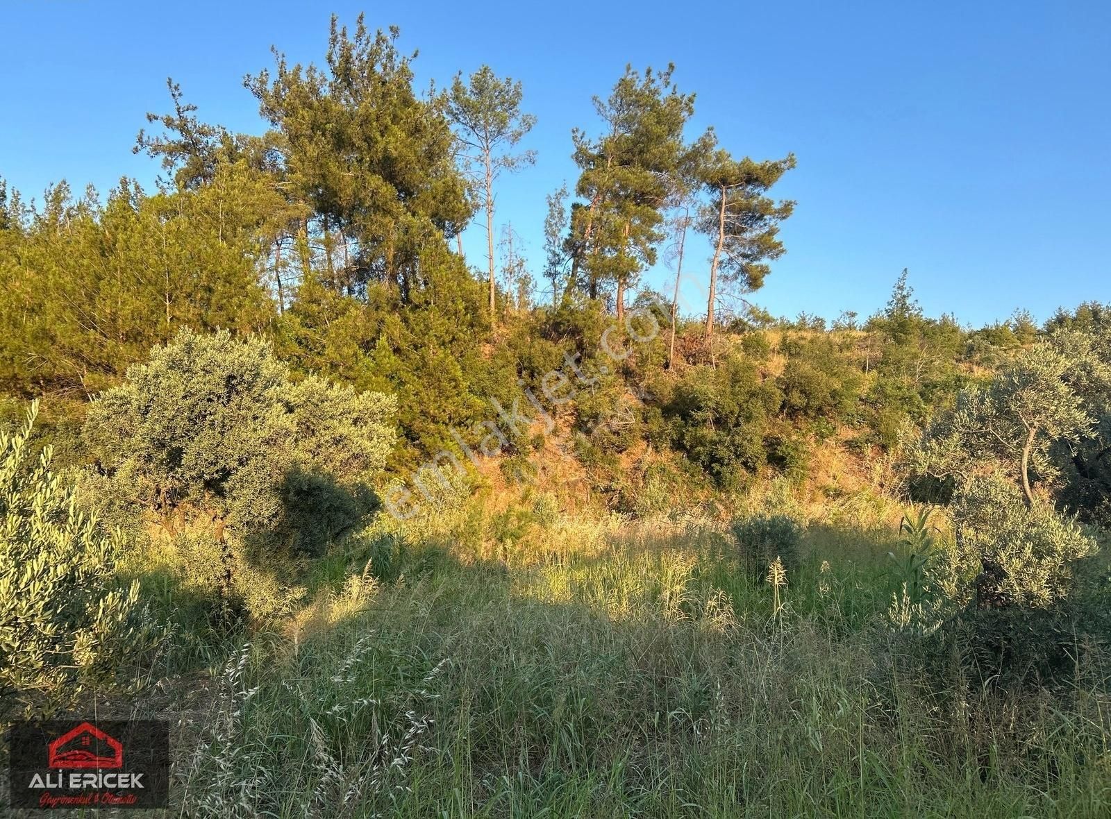 Kemalpaşa Yukarı Kızılcada 5100m² Tek Tapu Satılık Zeytinlik - Görsel 23