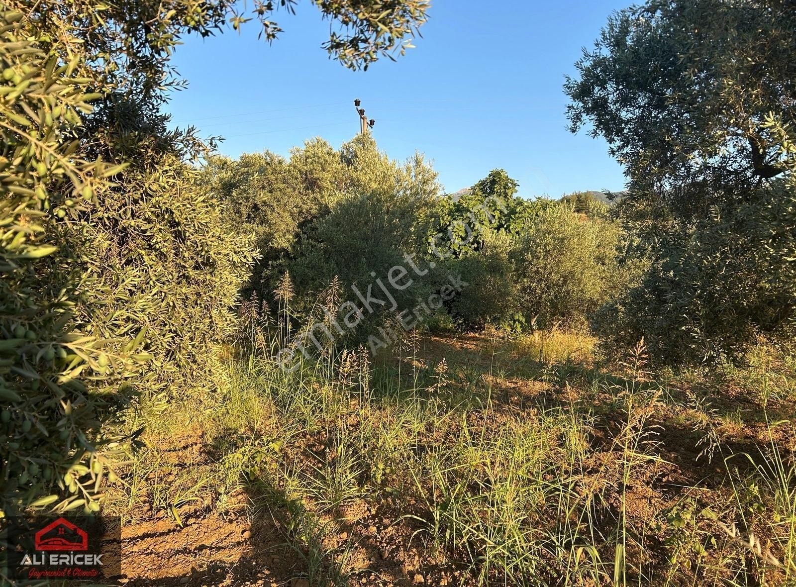 Kemalpaşa Yukarı Kızılcada 5100m² Tek Tapu Satılık Zeytinlik - Görsel 24