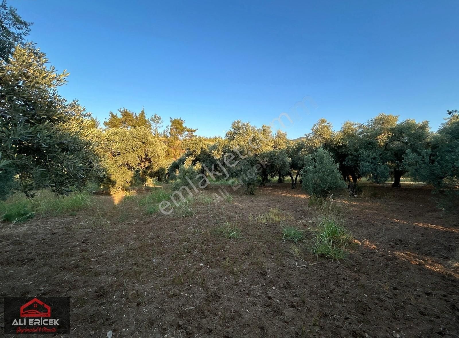 Kemalpaşa Yukarı Kızılcada 5100m² Tek Tapu Satılık Zeytinlik - Görsel 26