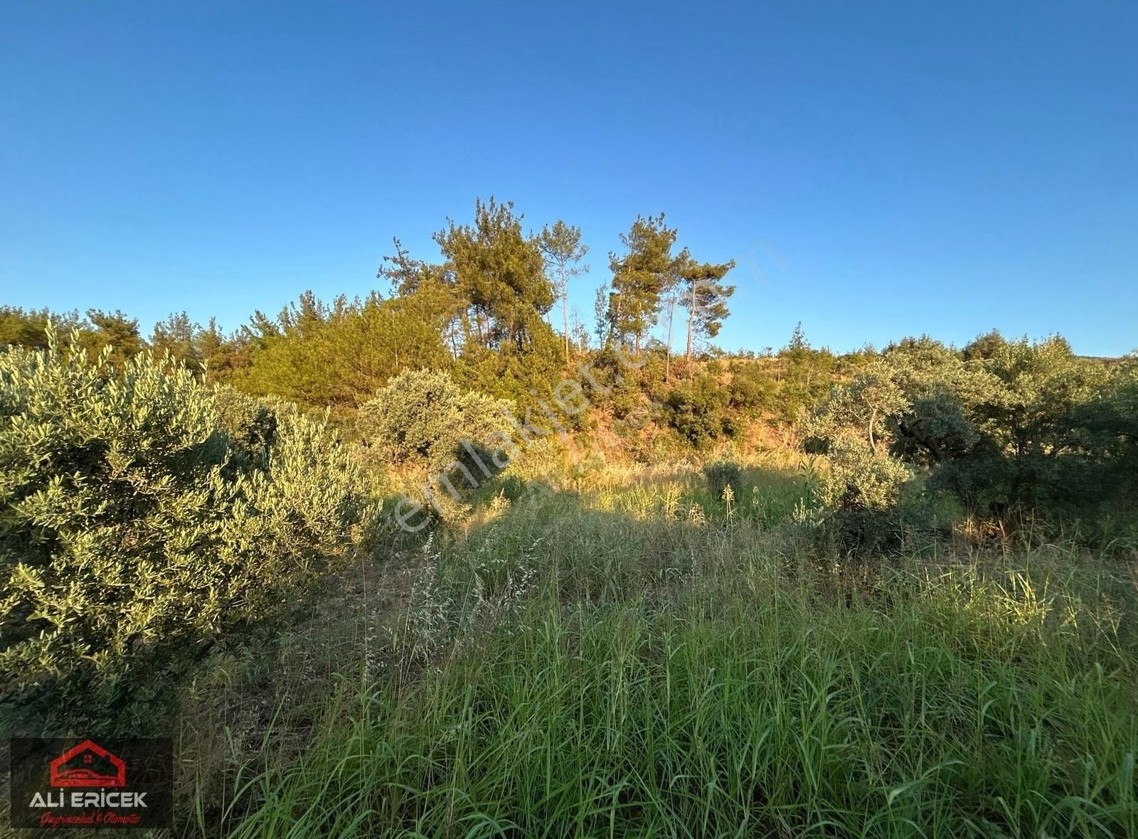 Kemalpaşa Yukarı Kızılcada 5100m² Tek Tapu Satılık Zeytinlik - Görsel 27