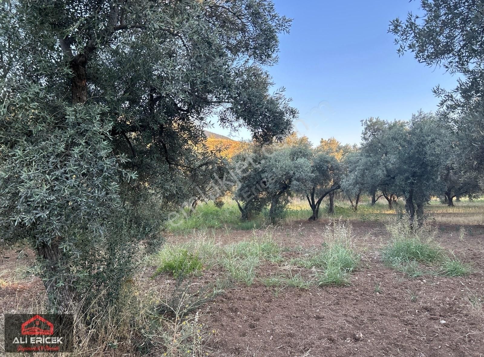 Kemalpaşa Yukarı Kızılcada 5100m² Tek Tapu Satılık Zeytinlik - Görsel 3