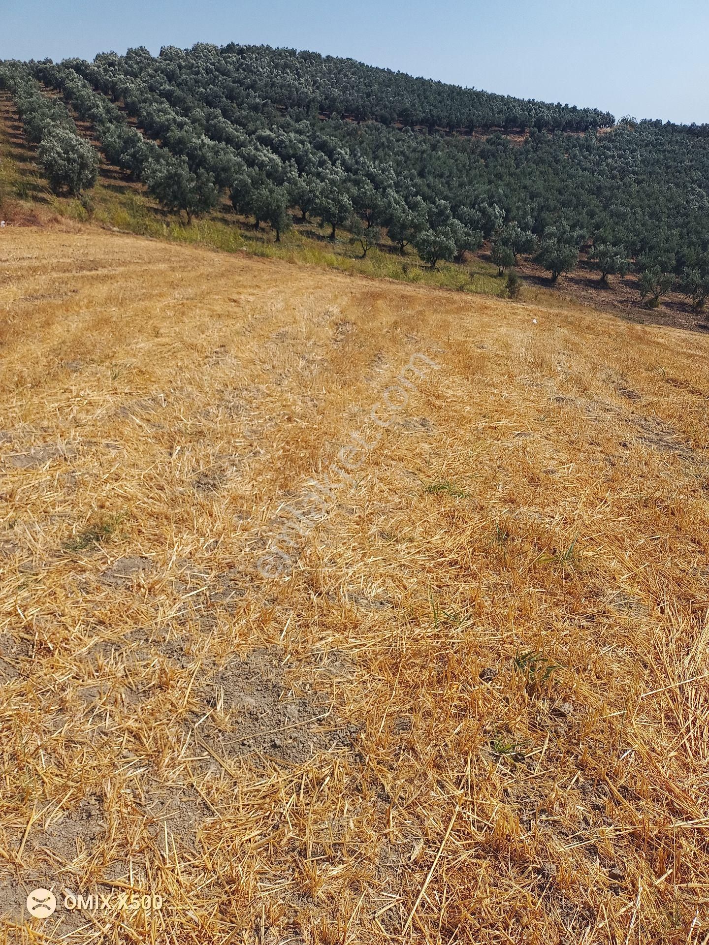 Bursa Nilüfer Konaklı Satılık Tarla Hissesi - Görsel 6