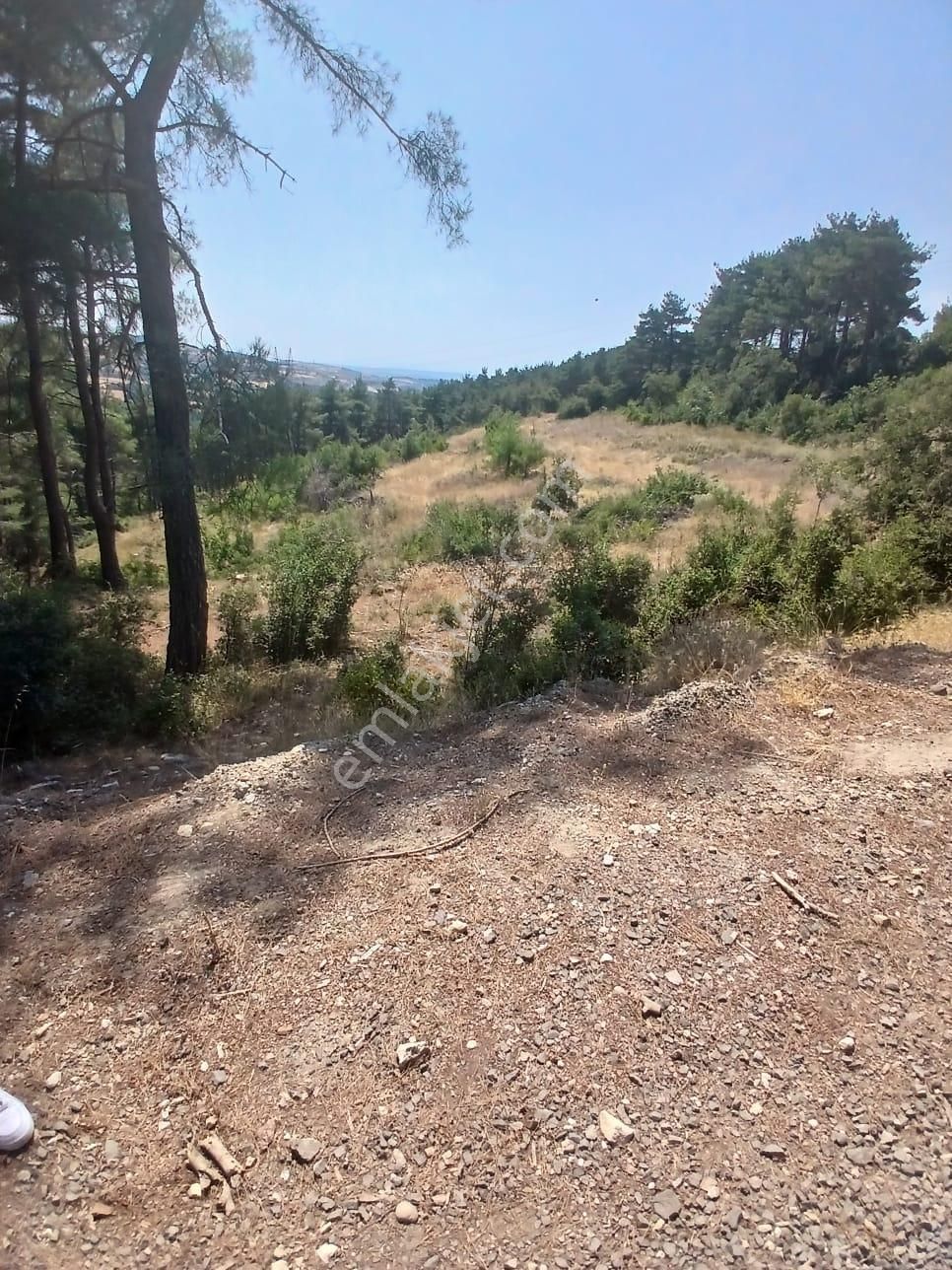 Lapseki Umurbey Yola Cephe 6 Dönüm Tarla - Görsel 6