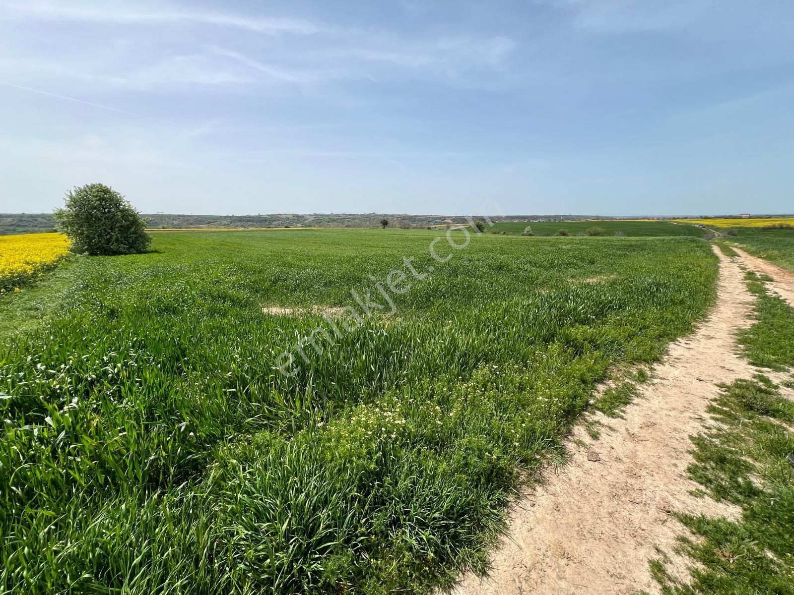 Tekirdağ Hayrabolu Danışment Yatırımlık Arsalar Hisseli Çaplı