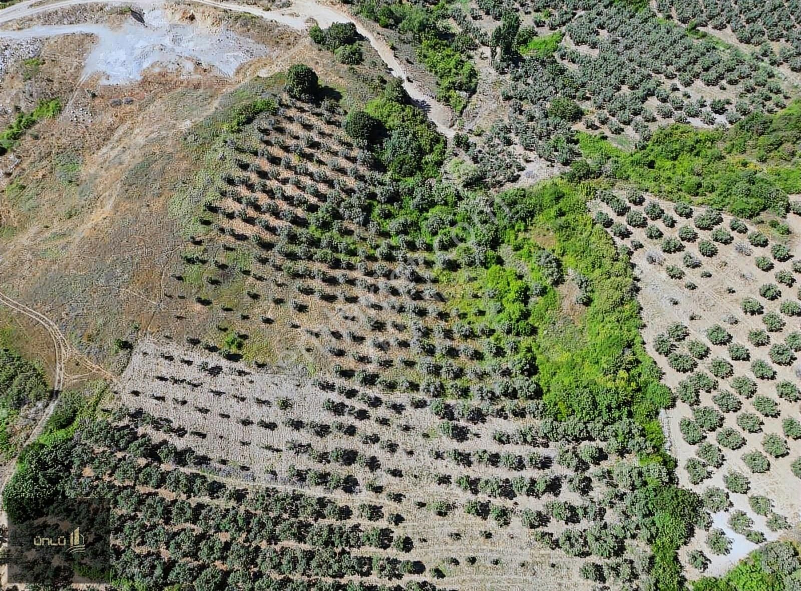 Mudanya Yalı Çiflikte Deniz Manzaralı Zeytinlik - Görsel 5