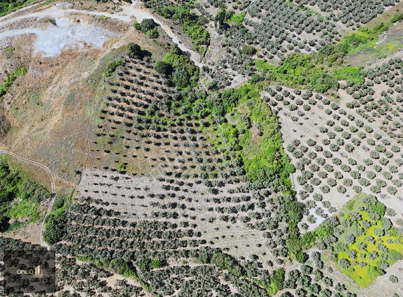 Mudanya Yalı Çiflikte Deniz Manzaralı Zeytinlik - Görsel 2