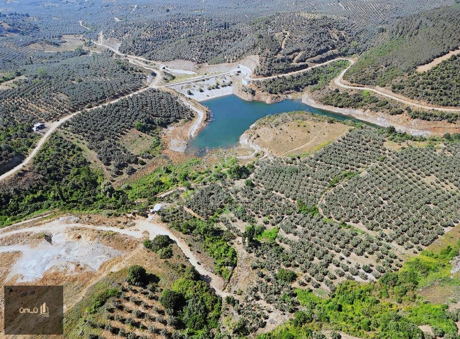 Mudanya Yalı Çiflikte Deniz Manzaralı Zeytinlik - Görsel 7