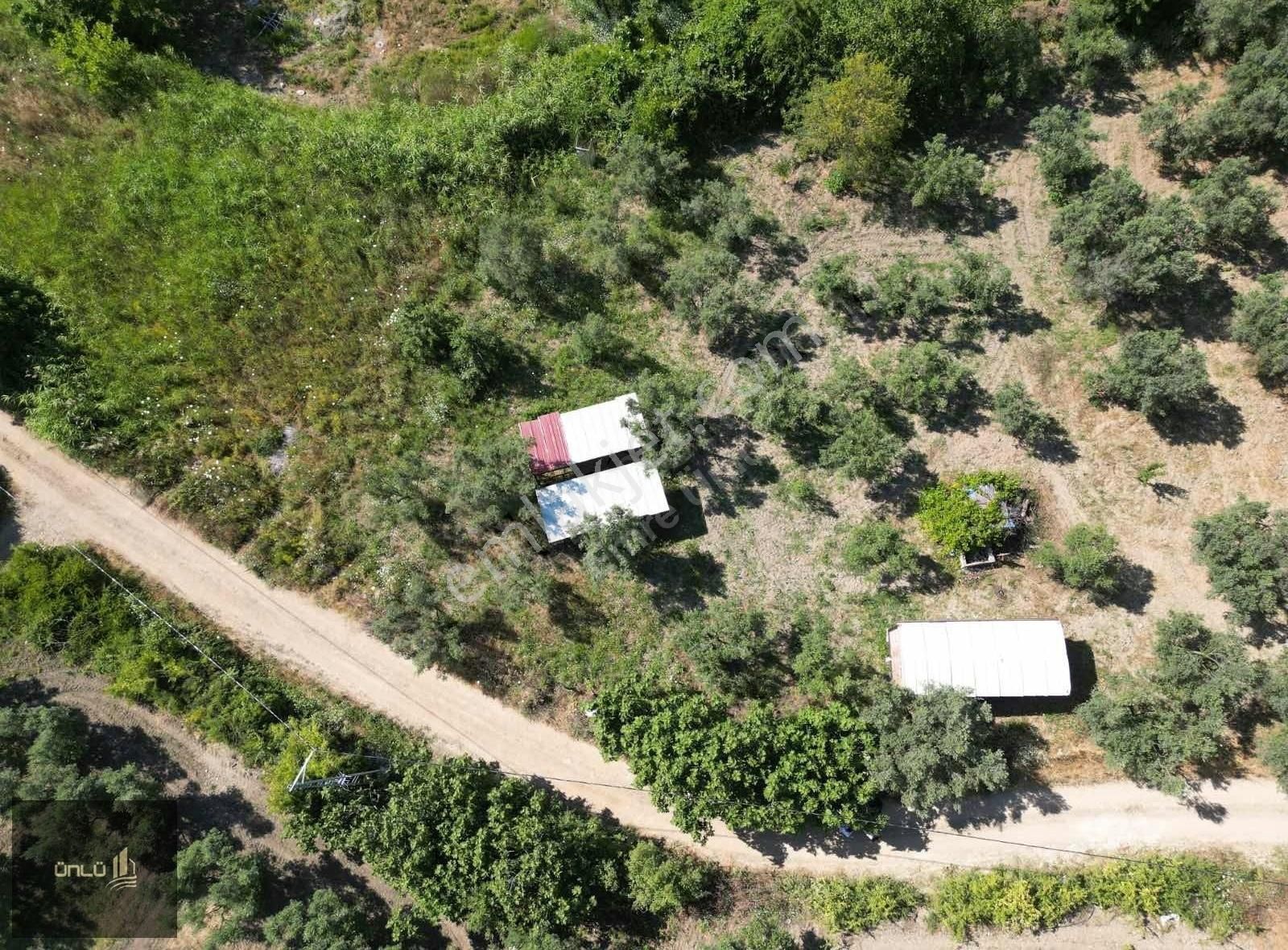 Yalıçiflikte Köye 350 400 Metre Uzaklığında Satılık Zeytinlik - Görsel 2