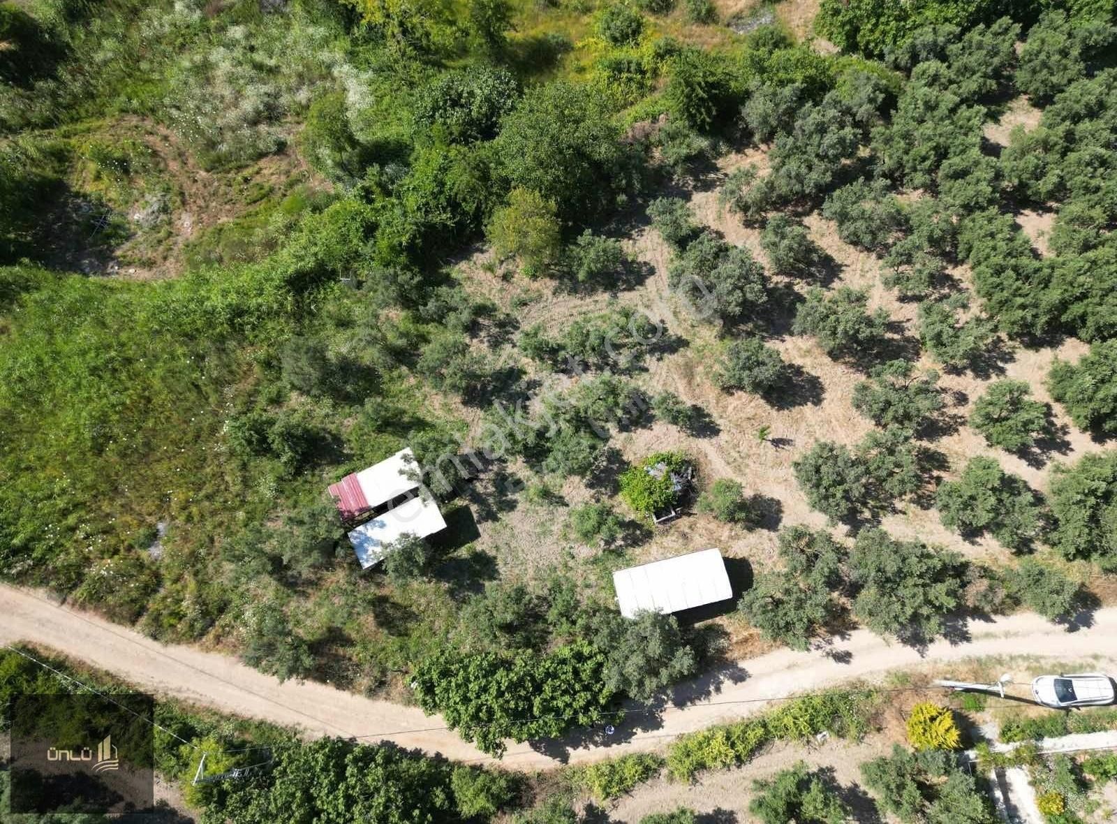 Yalıçiflikte Köye 350 400 Metre Uzaklığında Satılık Zeytinlik - Görsel 4