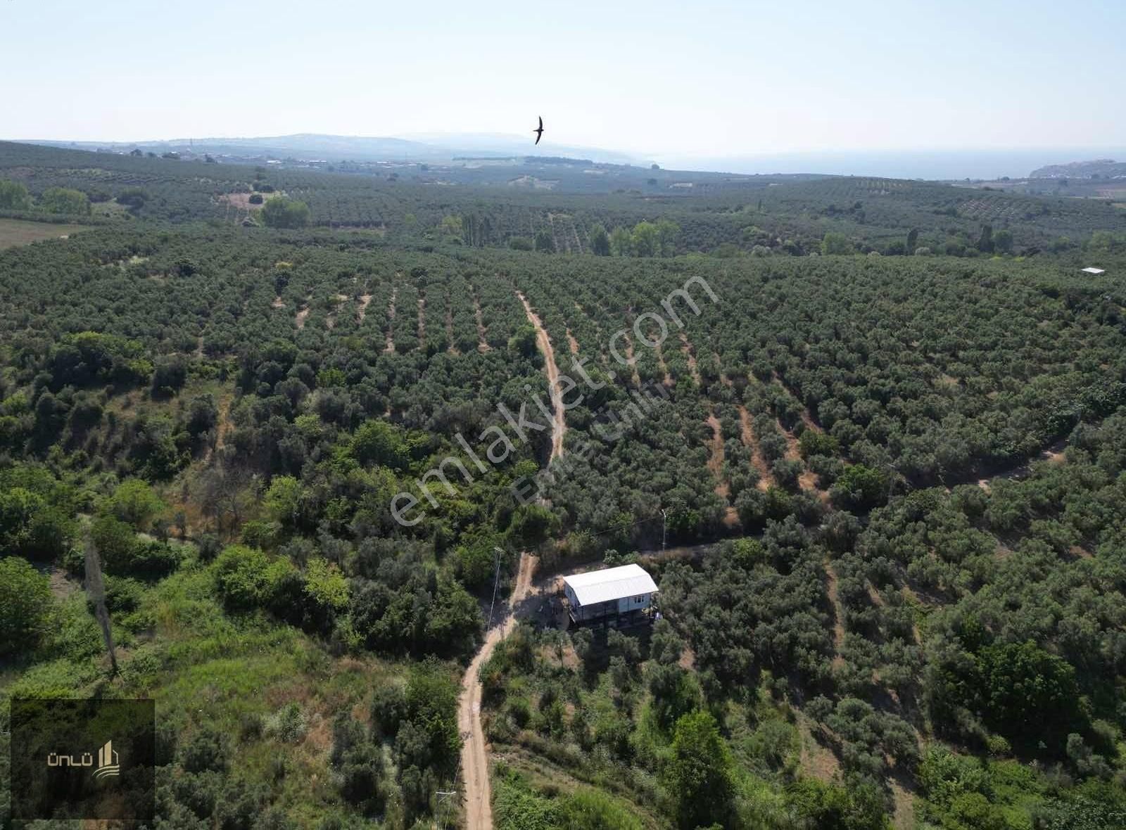 Yalıçiflikte Köye 350 400 Metre Uzaklığında Satılık Zeytinlik