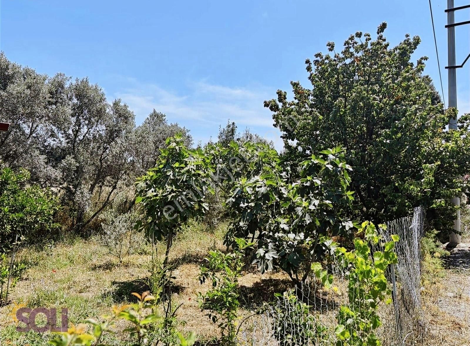 Soli- Urla Torasan Denize Yürüme Mesafesinde İmarlı Satılık Arsa - Görsel 15