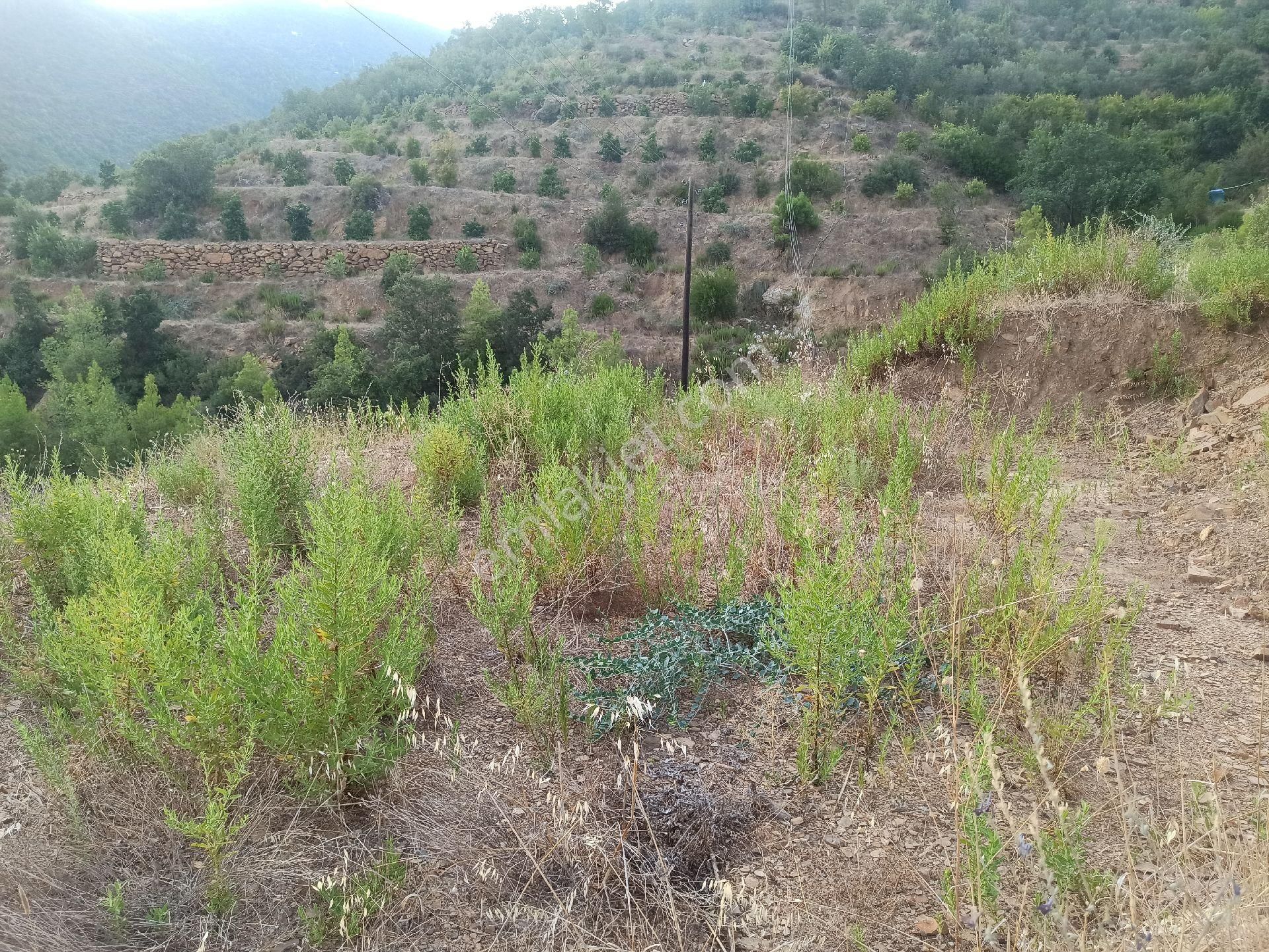 Çamlıca Da Sahibinden 3.8 Dönüm Kupon Tarla - Görsel 6