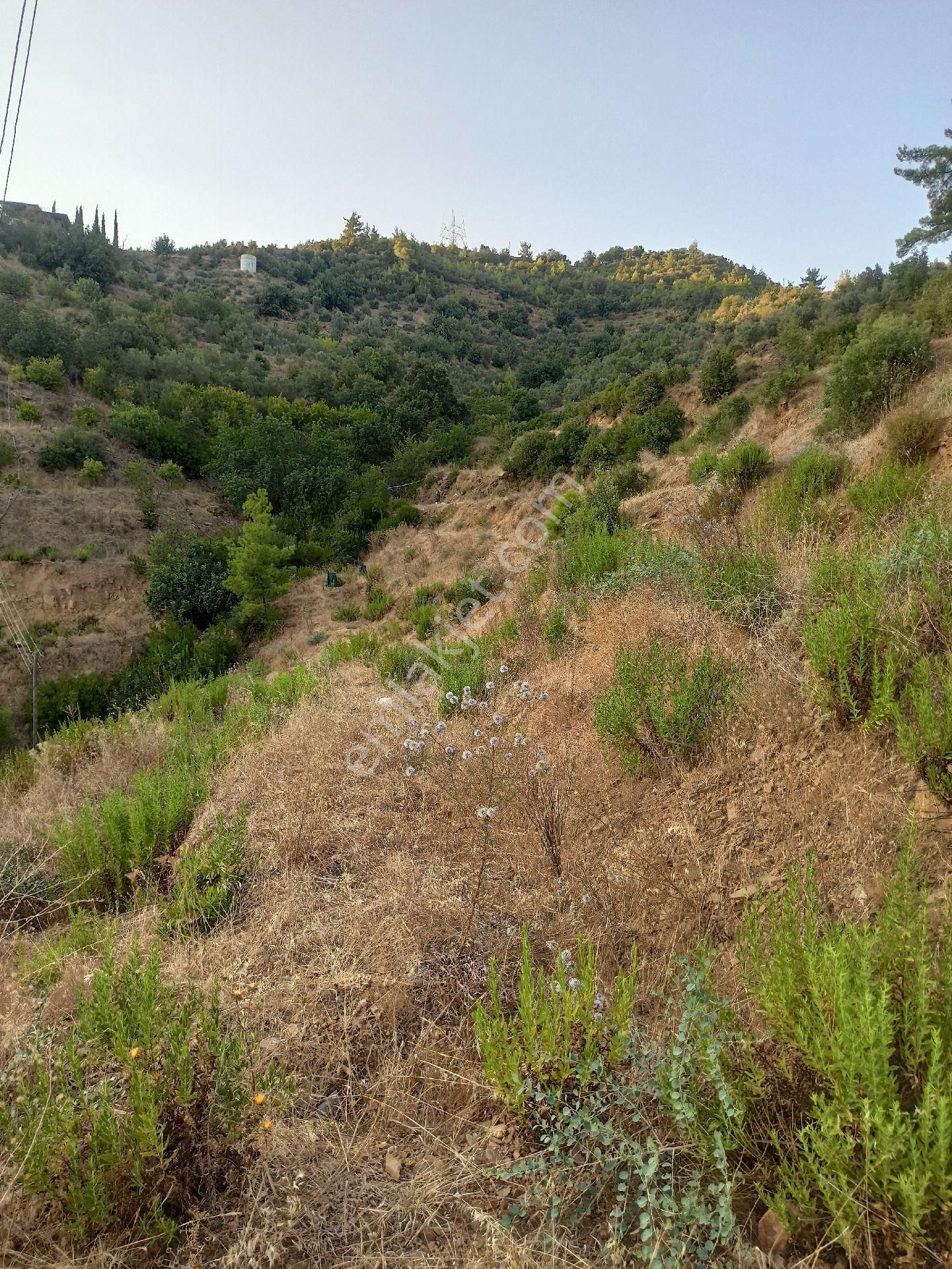 Çamlıca Da Sahibinden 3.8 Dönüm Kupon Tarla - Görsel 7