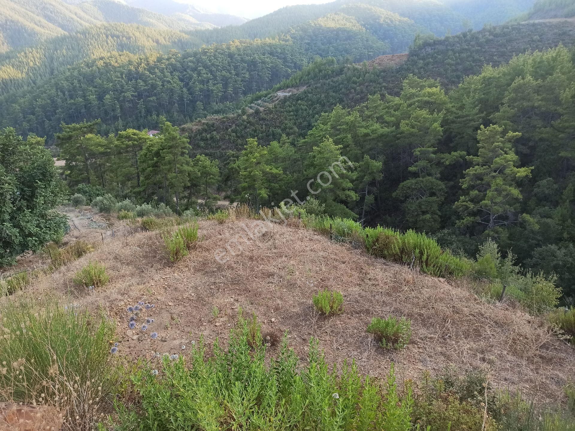 Çamlıca Da Sahibinden 3.8 Dönüm Kupon Tarla - Görsel 2