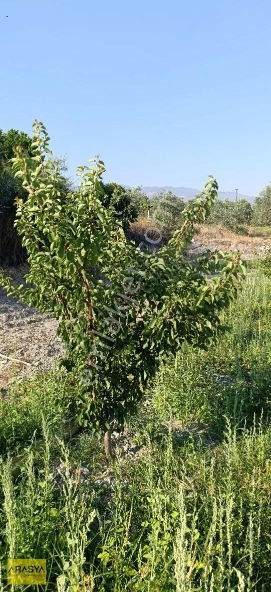 Buharkent Feslek Te İncir Kayısı Bahçesi Elektrik Su Mevcut - Görsel 20